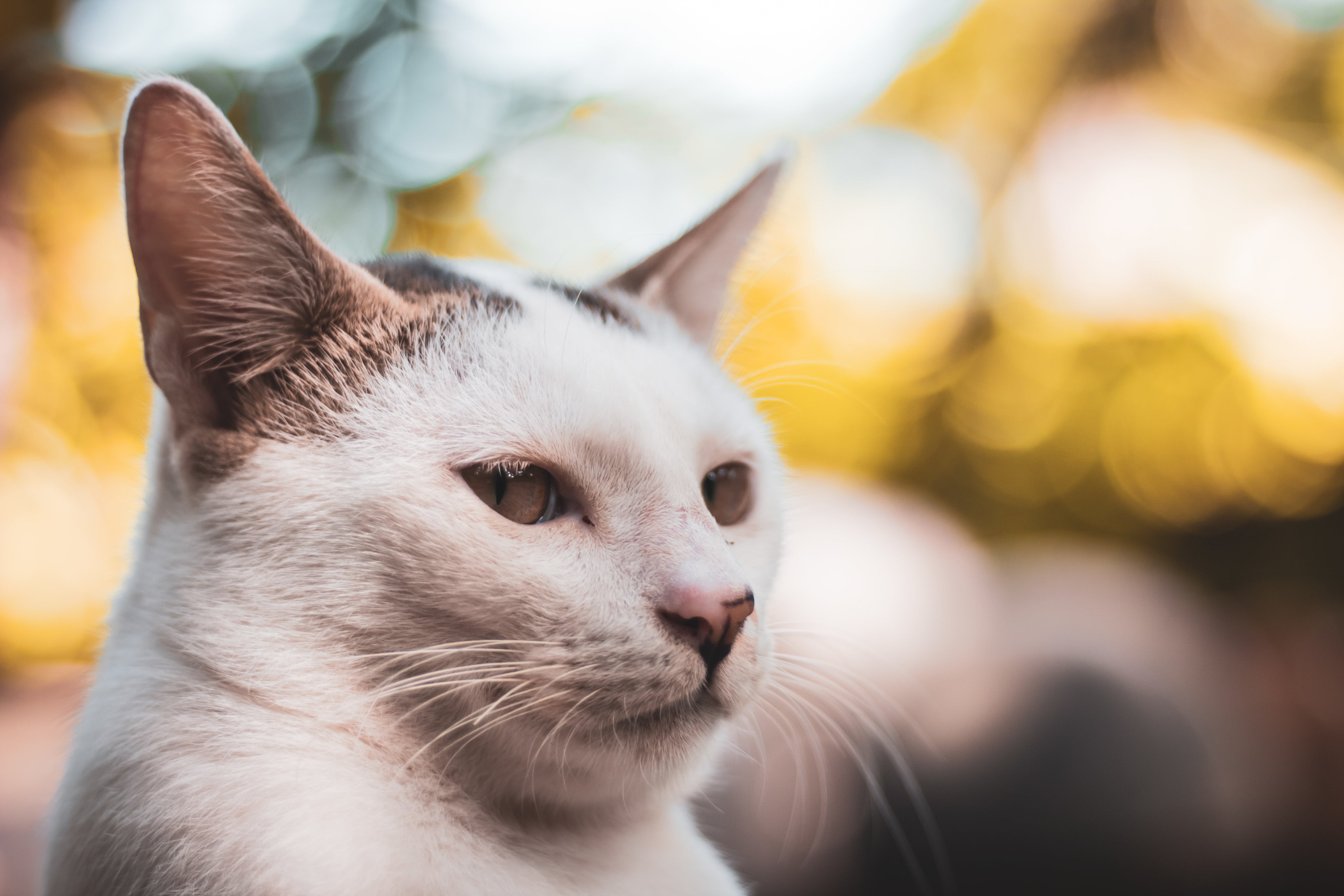 files/a-grumpy-white-cat.jpg