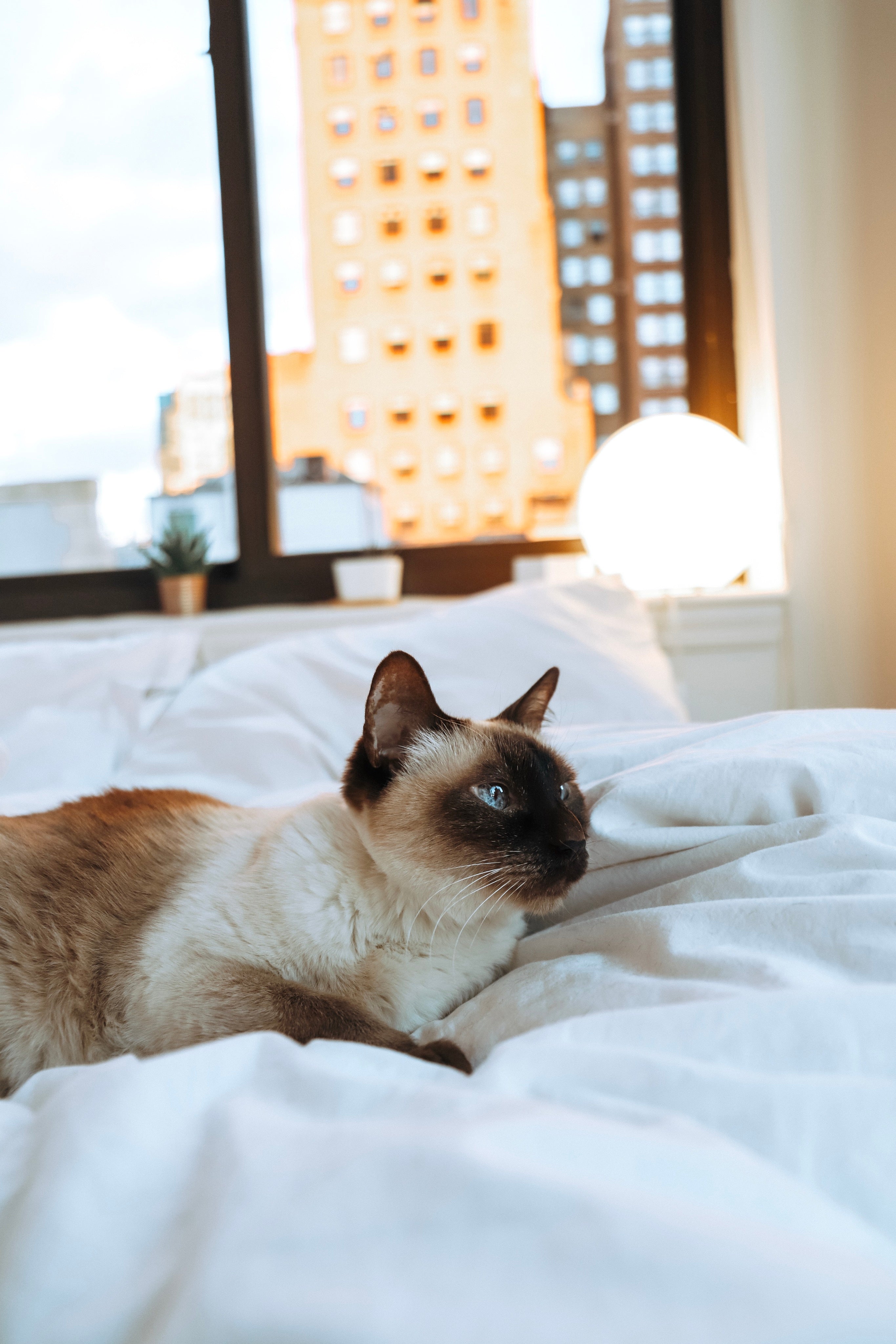 files/siamese-cat-laying-in-white-bedding.jpg